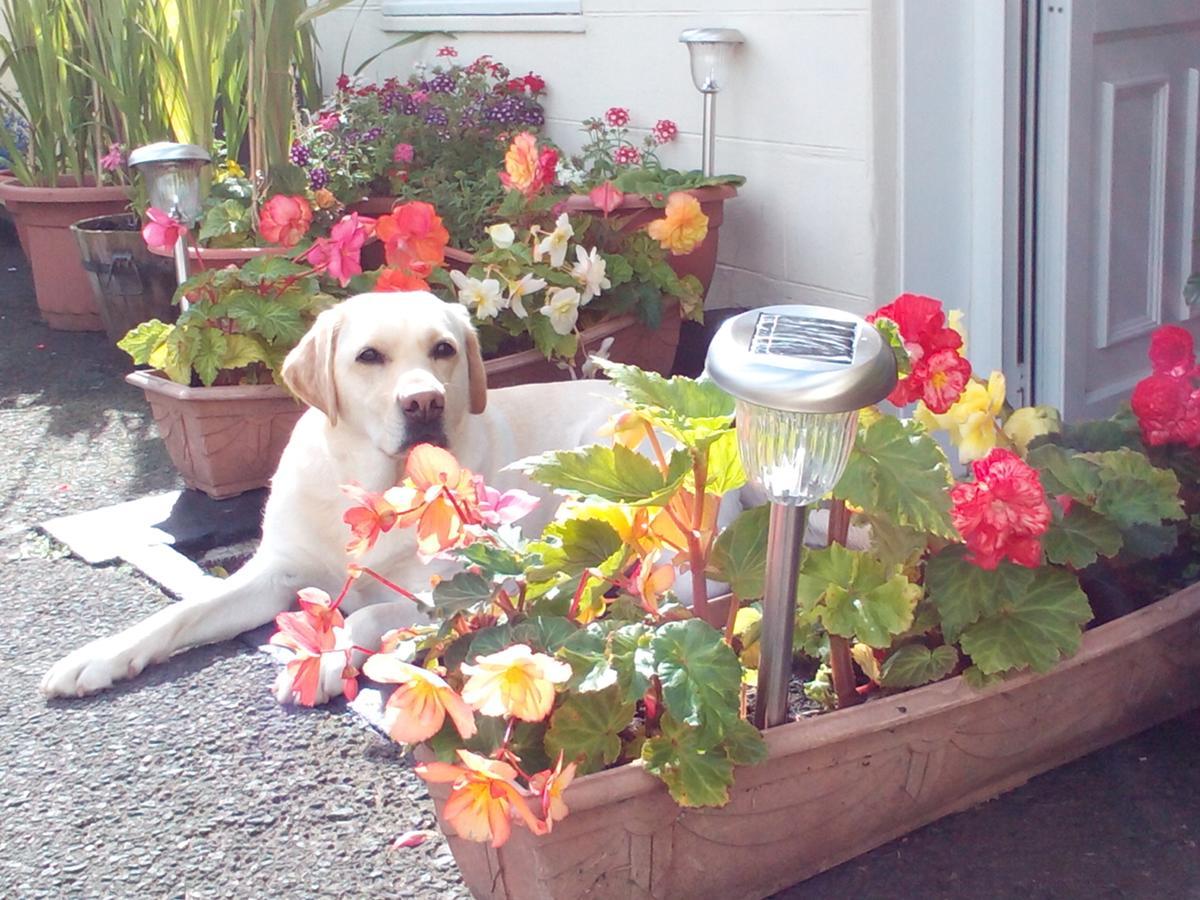 Broomfield House Bed And Breakfast Earlston エクステリア 写真